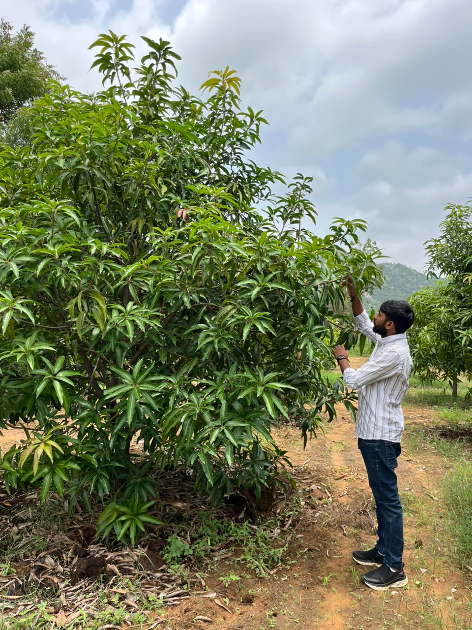 Co-Founder in the mango orchard