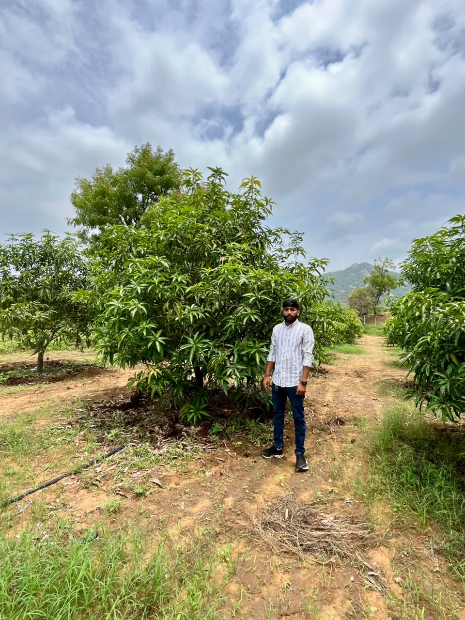 Co-Founder inspecting mango trees